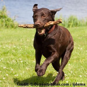 Labrador-fetching-a-stick.jpg
