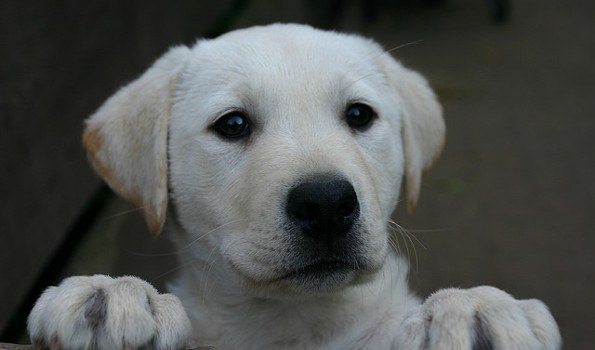 ... puppy, when to start training a puppy and what can be accomplished