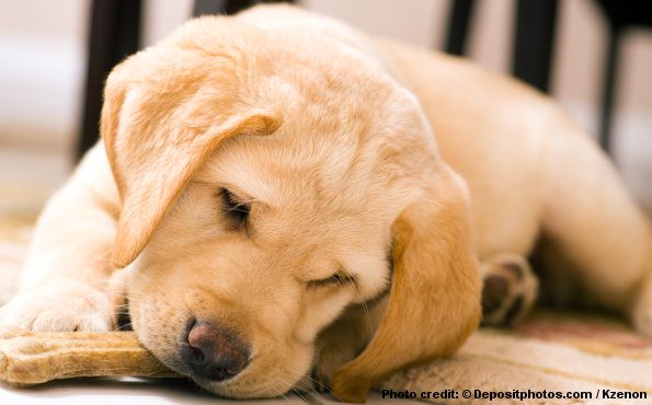 ... crate to house train a puppy: Close up of a lab puppy chewing on a dog