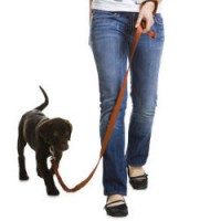 puppy training leash cord umbilical calls tether wherever technique follow them description
