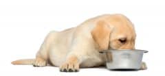lab-puppy-eating-240x111.jpg Labrador puppy eating food isolated on white bg