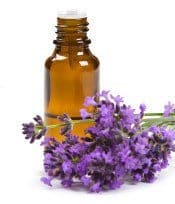 Lavendar-oil.jpg Lavendar oil and lavender flowers on white background