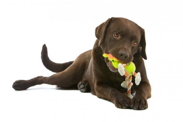 How-to-save-money-on-dog-toys-e1459040417441.jpg