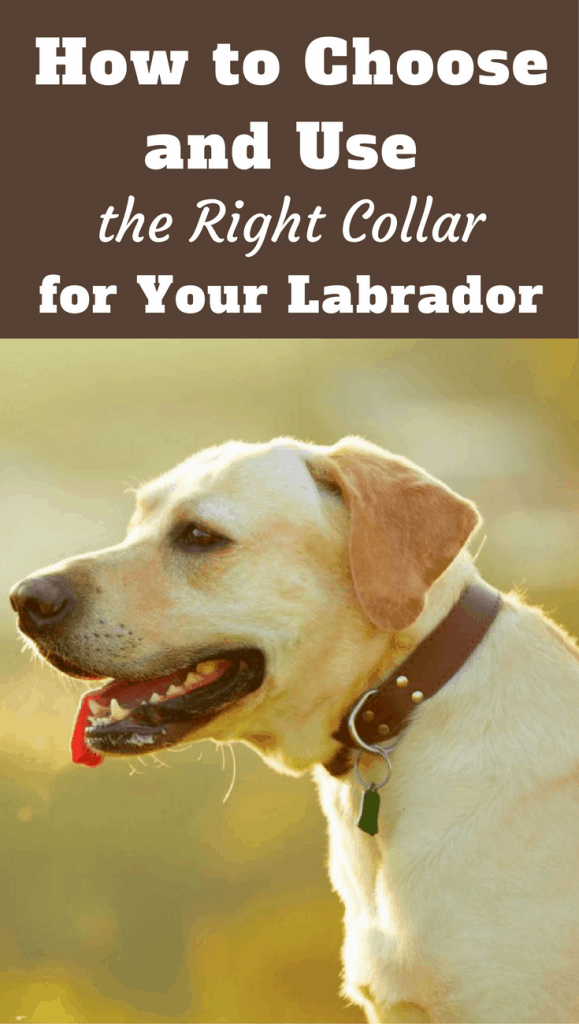 How to Choose and Use the Right Collars for Your Labrador With many types and styles available, choosing a collar for your Labrador isn't as simple as you think! This article will help you make the right decision.