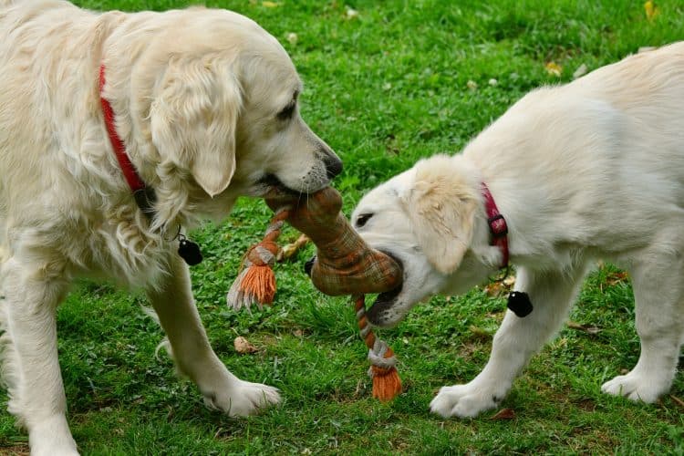 dogstoys