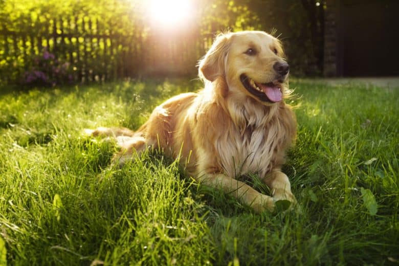 Retrievers