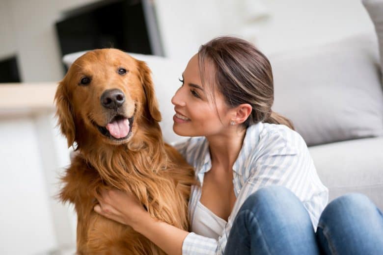 Retrievers-two