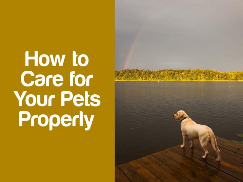 care for your pets-01