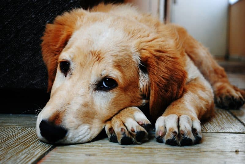 dog-hair-e1527010714898.jpeg
