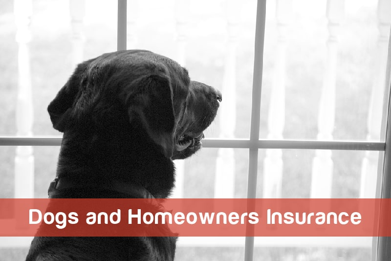 dogs and homoewners featured image-02