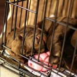 How-To-Crate-Train-A-Puppy-158x160.jpg How To Crate Train A Puppy