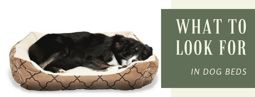 What-to-Look-for-in-Dog-Beds.png What to Look for in Dog Beds