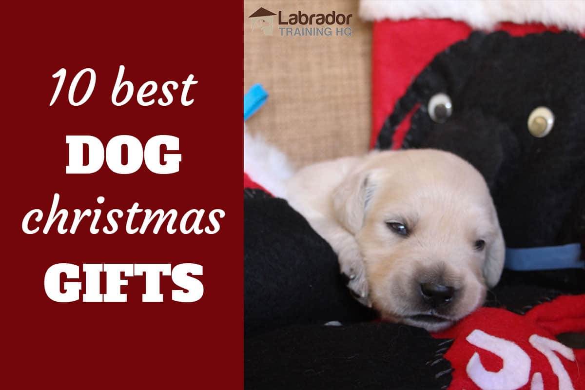 10 Best Dog Christmas Presents