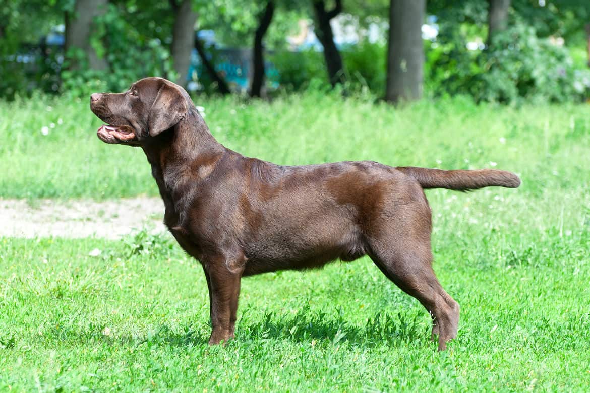 big chocolate lab