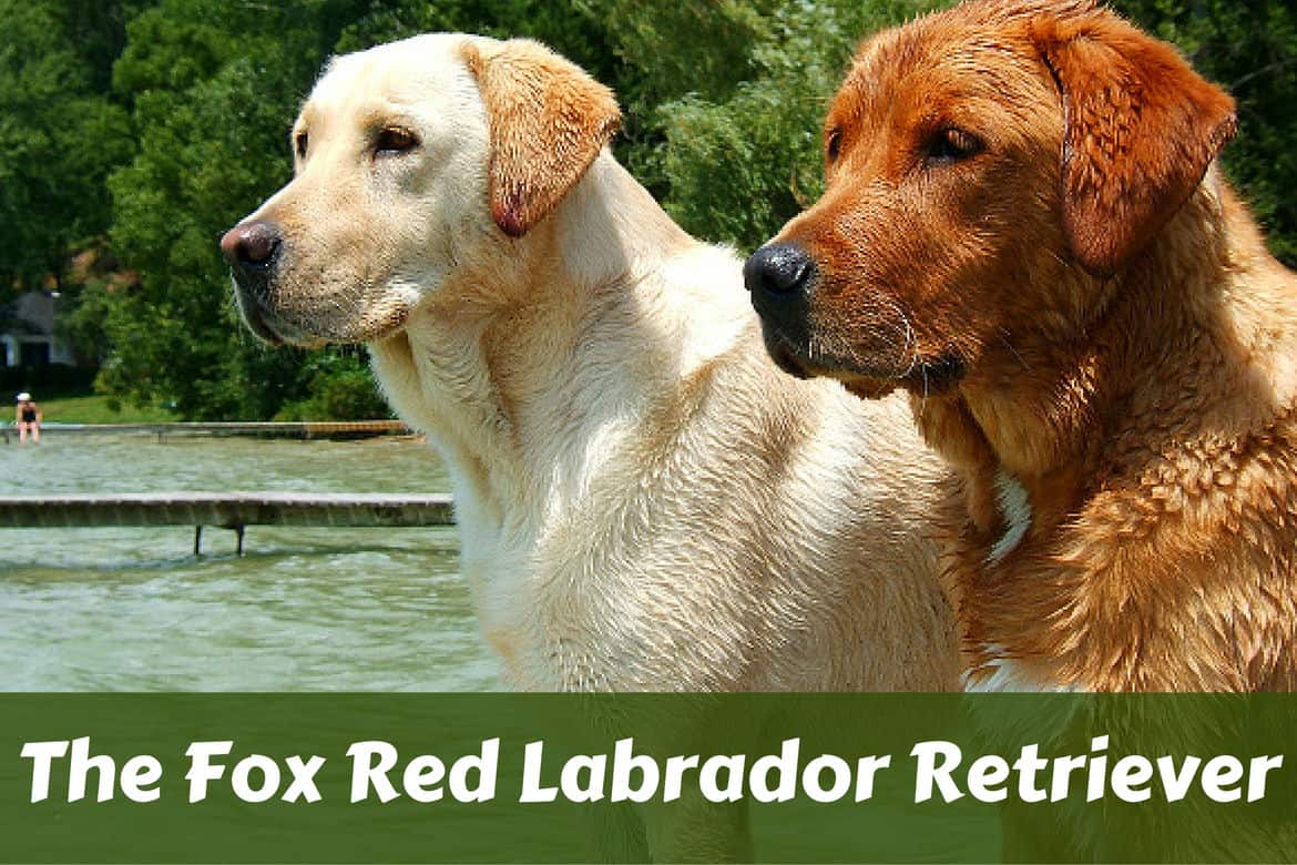 red labrador puppies