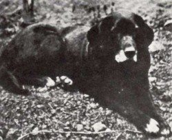 Labrador Retriever History: The St Johns Dog