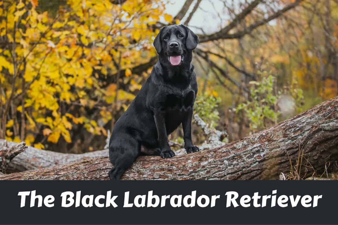 how to make labrador coat shiny