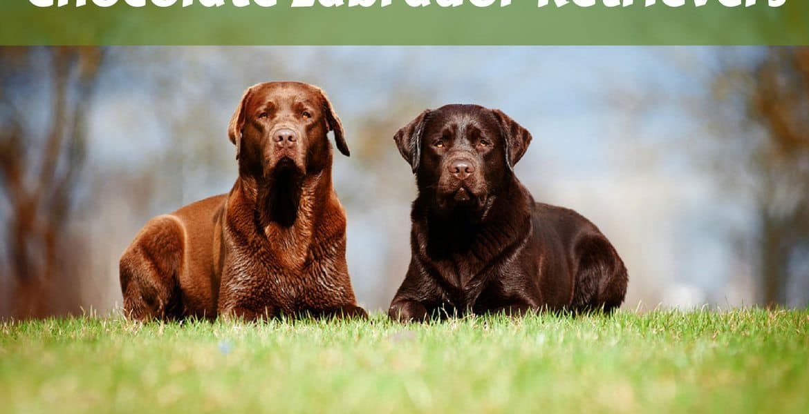 2 different shade chocolate labrador retrievers lying on grass