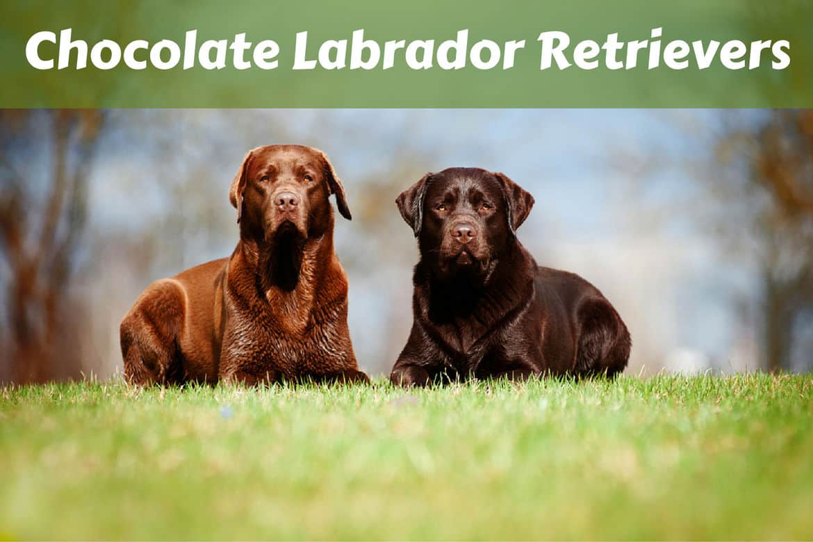 Chocolate Lab: Go-to Guide To Chocolate Retriever (2023)