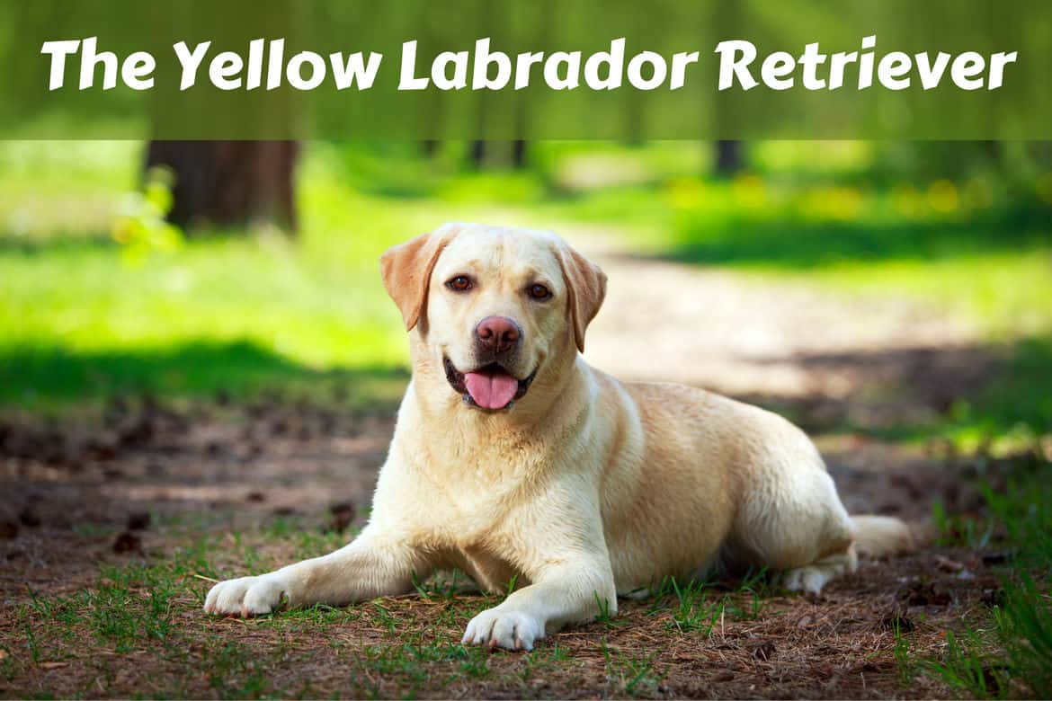 labrador yellow colour