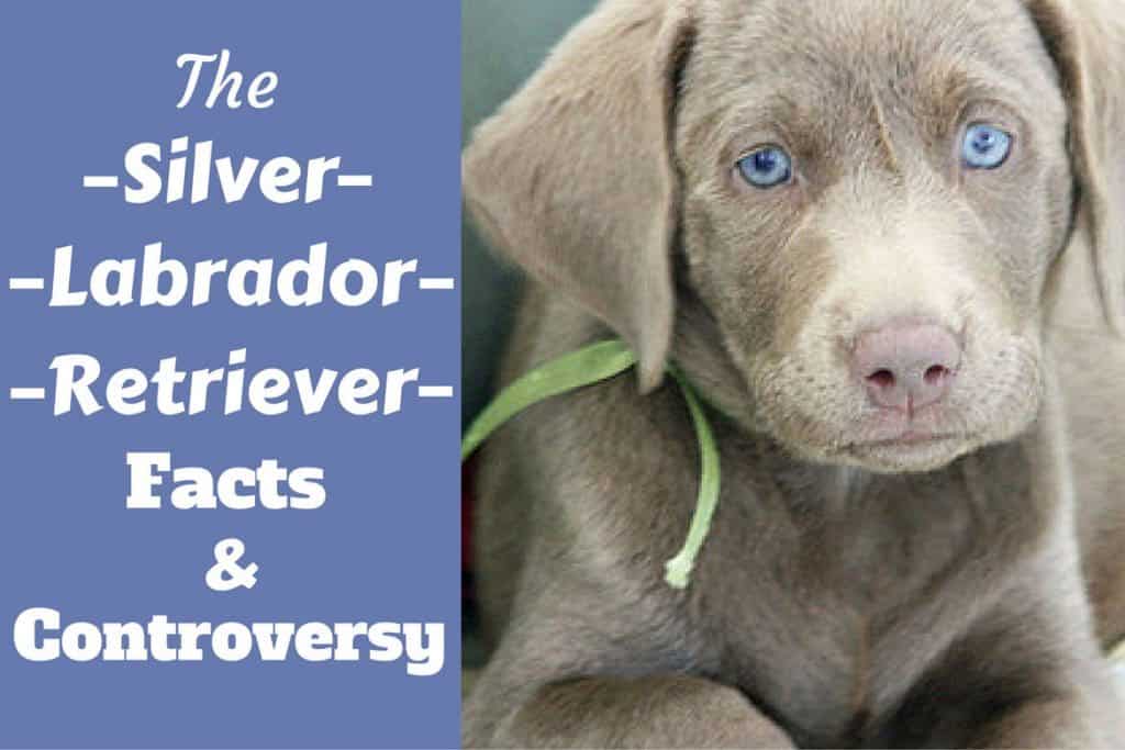 silver lab male