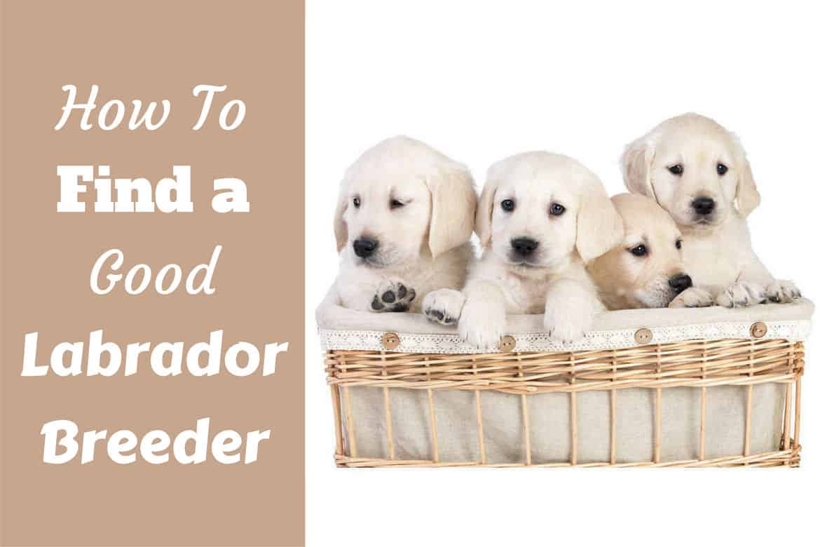 how to find labrador breeders