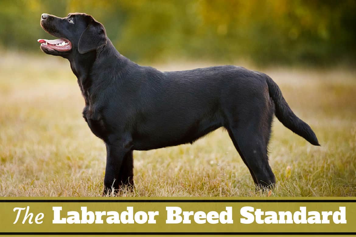 black lab with curly tail