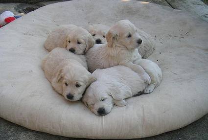 Where to get a Labrador: 5 Labrador puppies on a beanbag