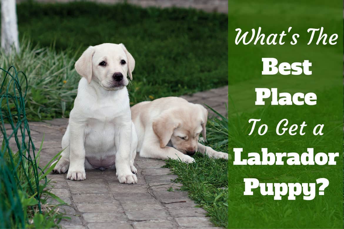 buying a labrador