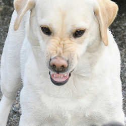 aggressive lab puppy