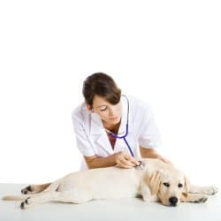 Yellow Labrador having health checked A vet holding a stethoscope listening to a Yellow Labradors heart