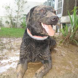Labrador after a mud bath A black Labrador happily idling in a muddy puddle
