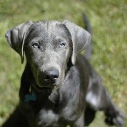 cost of a silver lab