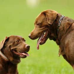 Two Chocolate Labradors facing one another Body language: Two Chocolate Labradors facing one another