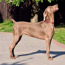 Weimaraner side view Weimaraner: Perfect side view of a dilute chocolate weimaraner