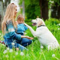 Labrador with woman and young girl Importance of Labrador training: A well behaved with woman and young girl