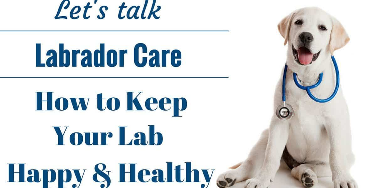 Caring for a Labrador Retriever: A Lab puppy as a vet