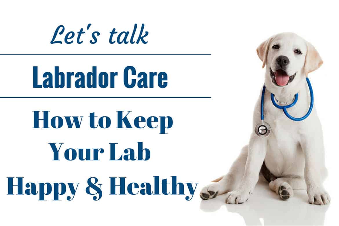 Labrador Age Size Chart