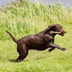 Wet choc lab with stick in mouth Exercise: Wet choc lab running with stick