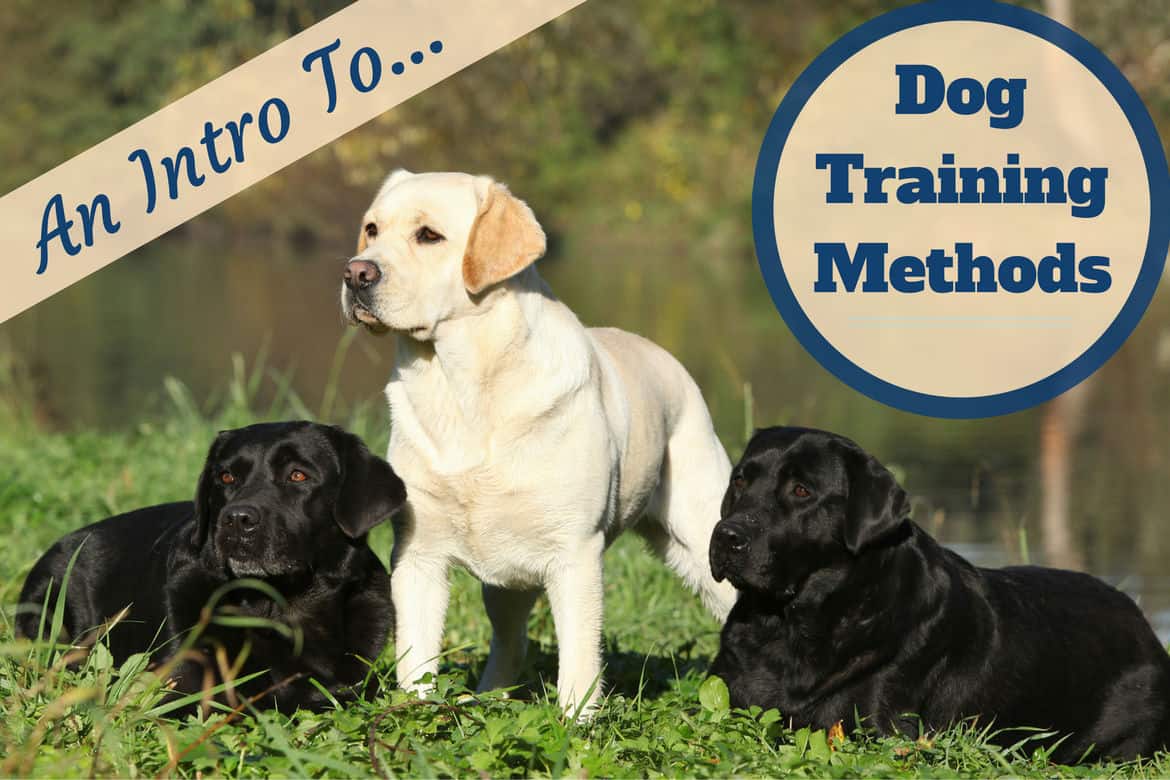 Training Dog Quotes