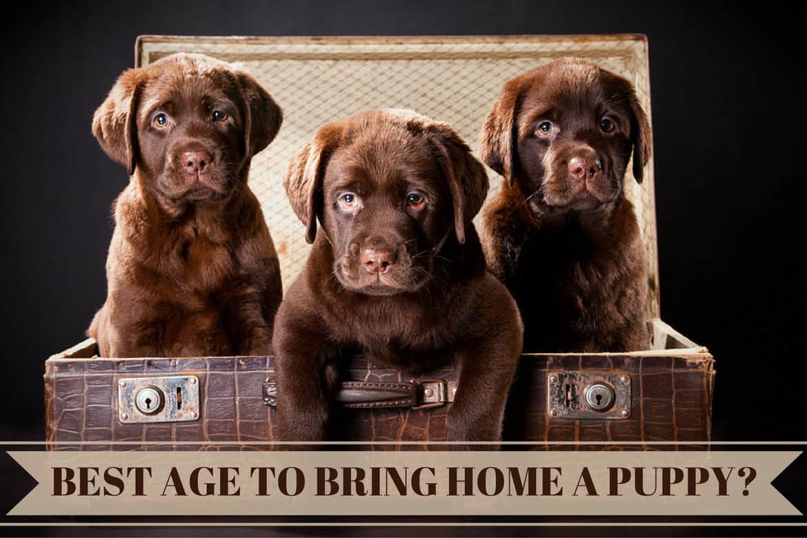 6 week old chocolate lab puppy