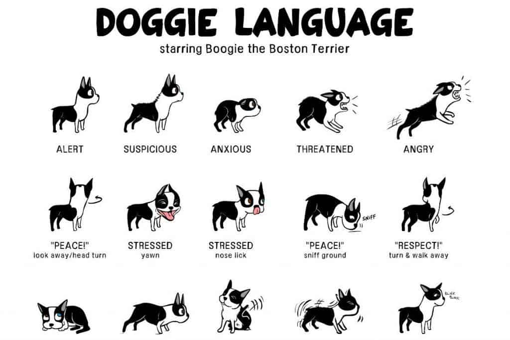 Dog Emotions Chart