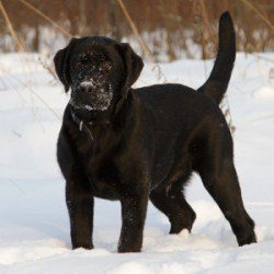 o alertă Labrador negru în picioare în zăpadă