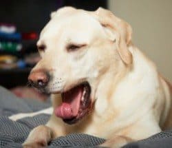 Ein gelber Labrador gähnt auf einem Bett