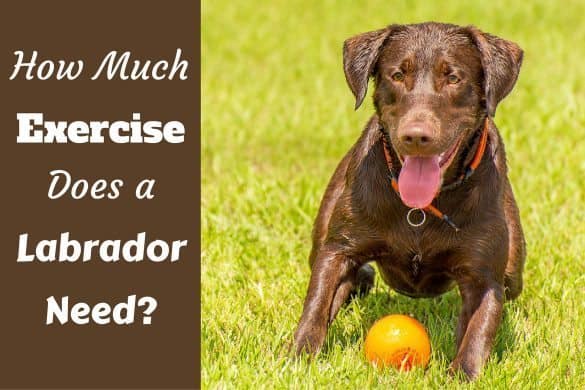 How Much To Feed A Lab Puppy Full Labrador Food Chart Feeding Guide How Much Exercise Does A Labrador Need Choc Lab Waiting To Play Fetch