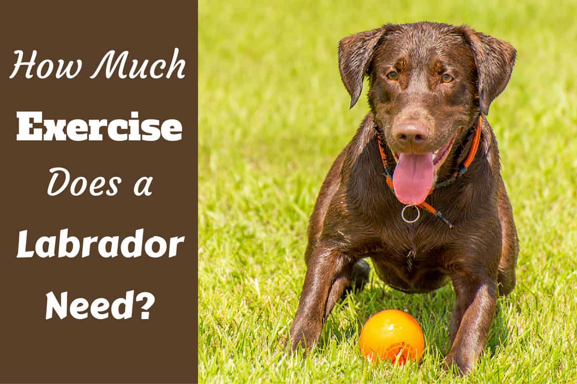 How Much Exercise Does A Lab Need Weight Running Swimming More