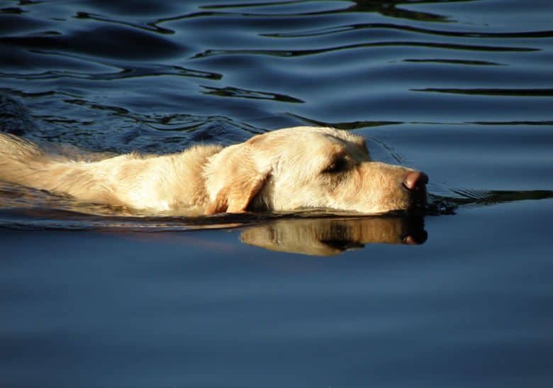 Close up of Labrador swimming in very calm water