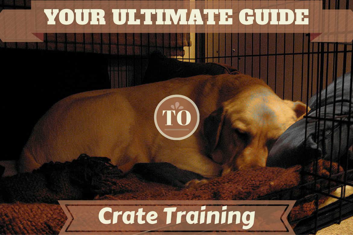 Voluntary Crate Training for Dogs, Part 1 — Lavengel