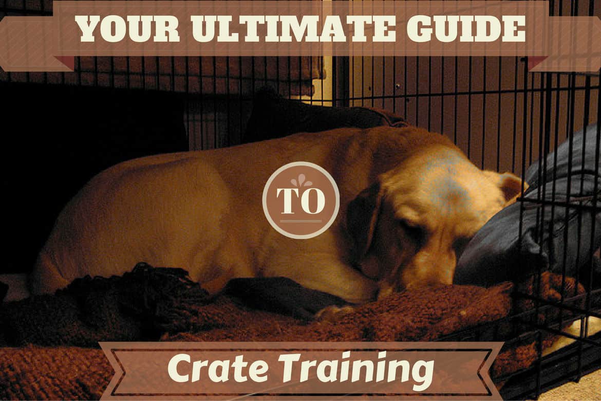 Crate Training Definitive Guide - Why and How to do it 