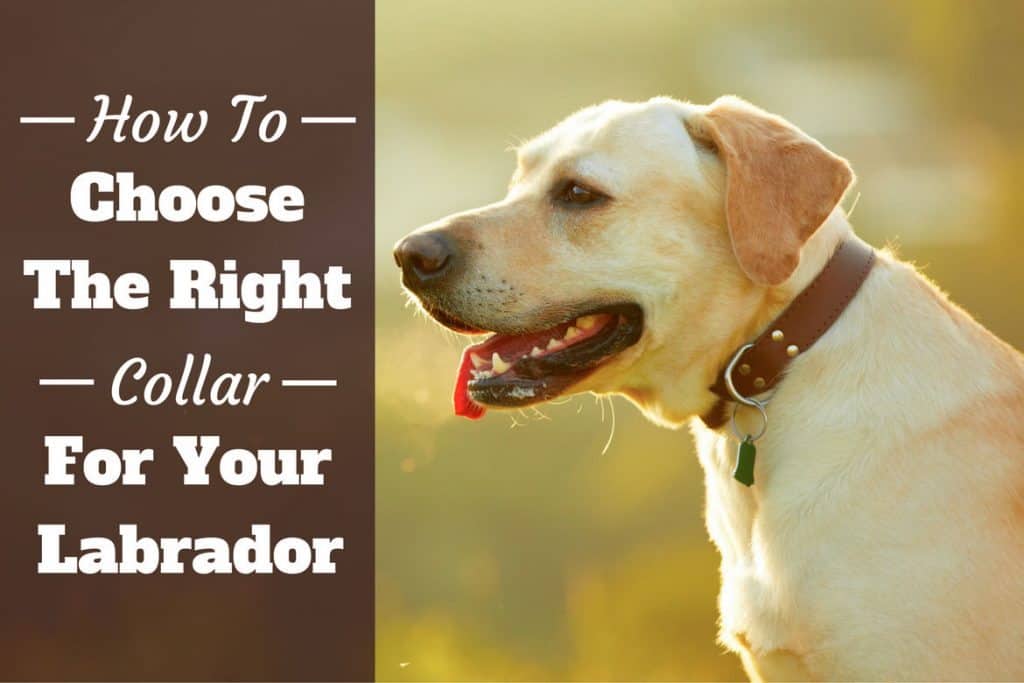 Dog Collars For Labs Your Complete Guide On Lab Collar
